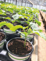 Seit dem 1.1. 2022 wird das 2018 beschlossene neue EU-Bio-Recht angewendet. Für Bio-Jungpflanzenbetriebe kam die Erleichterung erst kurz vor Weihnachten mit der Klarstellung der EU-Kommission.