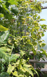 Spinnmilbenbefall in Tomaten kann einem starken Magnesiummangel ähneln.