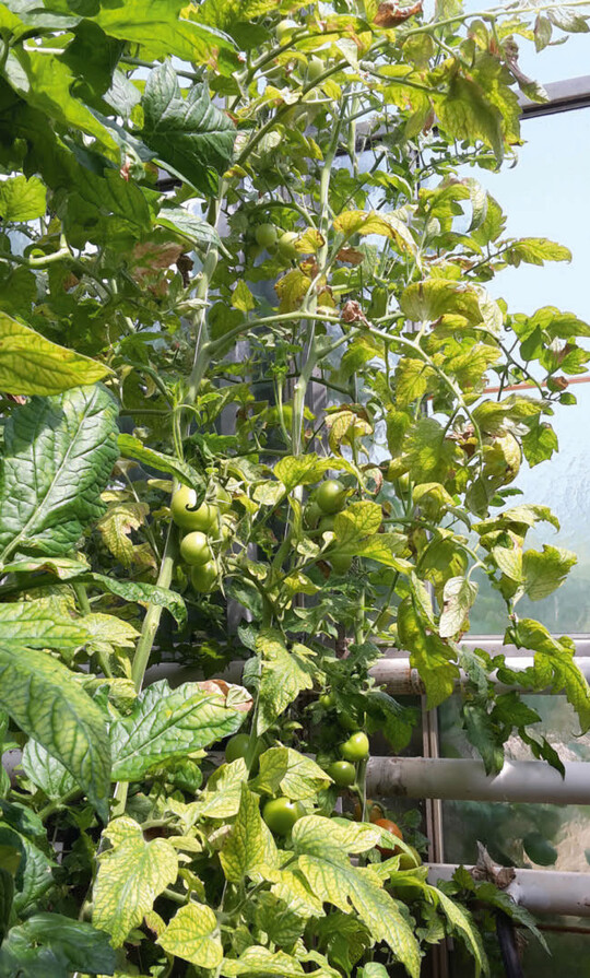 Spinnmilbenbefall in Tomaten kann einem starken Magnesiummangel hneln.  