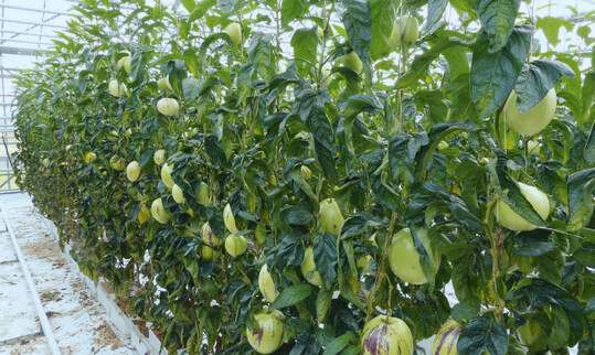 Melonenbirne mit Fruchtansatz.  