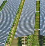 Himbeerkultur auf 3,3 ha unter einer APV-Anlage in Babberich/NL nahe der deutschen Grenze: Der Firmeninhaber Piet Alberts ist sehr zufrieden.