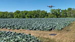 Drohne über einem Brokkolibestand.