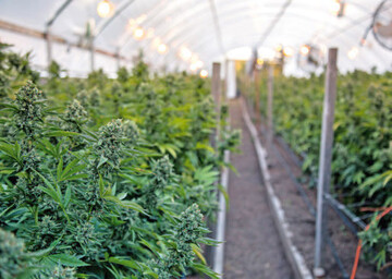 Besitz, Produktion und Konsum von Cannabis sollen legal werden.