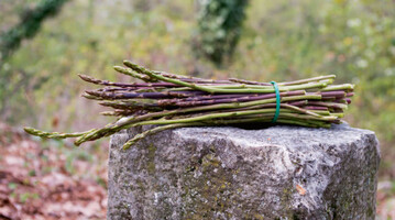 Wildspargel ist eine immergrne Pflanze, die auch unter hiesigen Verhlnissen in Kultur genommen werden knnte.