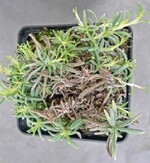 Welkende Triebe und absterbende Blätter nach einer Infektion mit Botrytis cinerea.