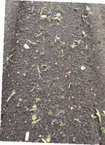 Ohne Vorauflaufbehandlung sind die Unkräuter bei Auflauf der Möhren für eine Bekämpfung schon zu groß.