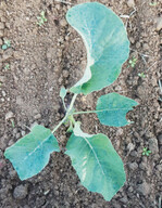 Um die Anhaftung der Additive und dem Pflanzenschutzmittel optisch sichtbar zu machen, wurde die Spritzbrühe mit einem blauen Farbstoff versehen.