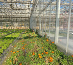 Beim Pflanzen des Salats ist der Blühstreifen mit den Nützlingen bereits vorhanden.