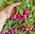 Die historische Radieschensorte ‘Purple Plum’ besticht durch ihr kräftiges Violett.