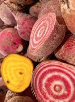 Die Rote Bete ‘Tonda di Chioggia’ ist ein echter Hingucker und dem Verbraucher inzwischen schon aus den Supermarkt bekannt.