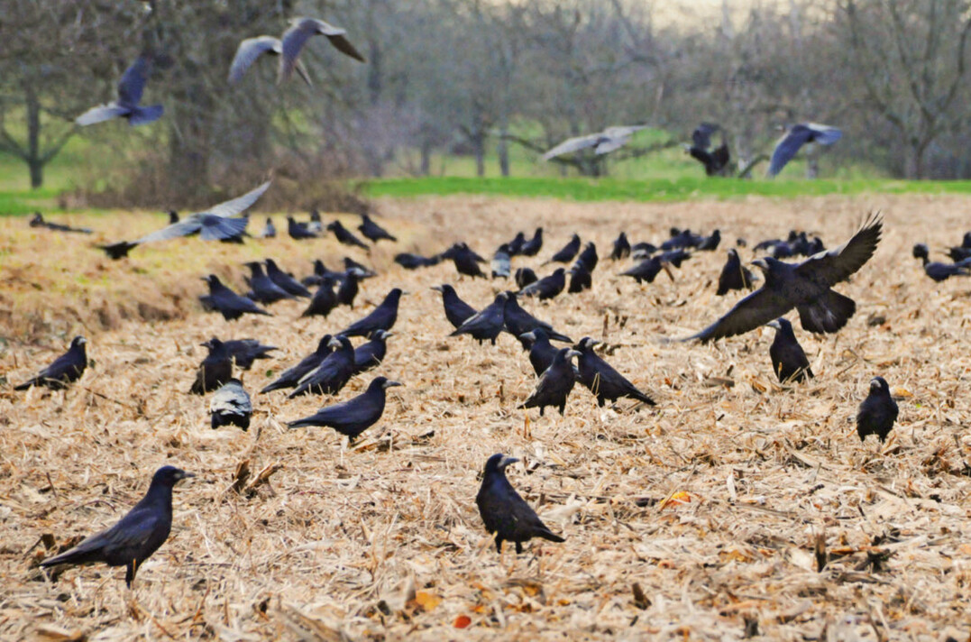 Krähen fliegen in Schwärmen von 100 bis 200 Stück ein und hinterlassen große Schäden auf den Feldern.