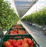 Bosman Van Zaal hat im Reichenspurner Hof eine neue Bewässerungs- und Steuerungsanlage für den Erdbeer- und Tomatenanbau installiert.