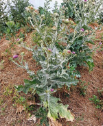 Eine große blühende Gewöhnliche Eselsdistel.