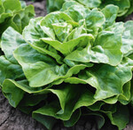 Einwandfreie Salatköpfe im Supermarktregal werden von allen Seiten gefordert. Doch Blattläuse können dieser Anforderung schnell einen Strich durch die Richtung machen, vor allem im Bio-Bereich.