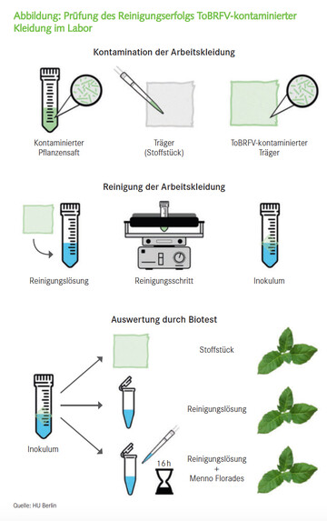 Prfung des Reinigungserfolgs ToBRFV-kontaminierter Kleidung im Labor