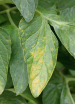 Bei starkem Befall mit Stemphylium vesicarium sterben große Teile des Blattes oder sogar das ganze Blatt ab.