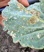 Ein beispielhaftes Bild eines Blattlausbefalles mit der Grünen Pfirsichblattlaus.