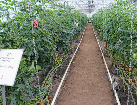 Bestand am 19. Juli 2023, rechts durch Tomatenrostmilbe rtlich bis brunlich verfrbte Stngel. Direkt gegenber keine Berostung erkennbar bei etabliertem Bestand an Raubmilben.