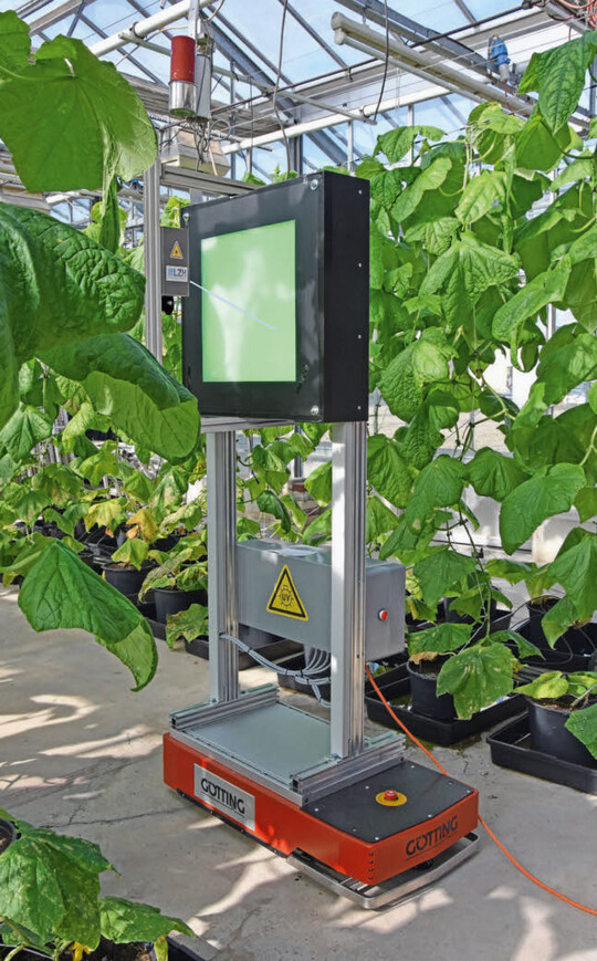 LED- Laser-Kombifalle im Gewchshaus.