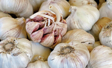 Im Knoblauch enthaltene Ajoene, schwefelhaltige Inhaltsstoffe, knnen die Mukoviszidose-Therapie untersttzen.