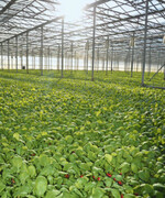 Radies ist jetzt schon im Gewächshaus zu schützen.