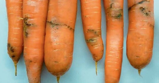 Möhrenfliegen richten an Möhren Fraßschaden an.