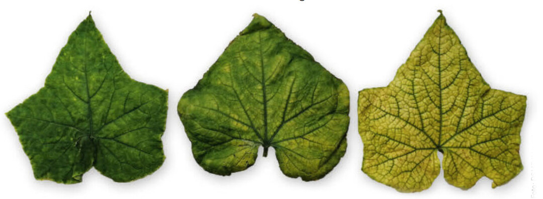 Bltter einer mit CABYV infizierten Pflanze mit Symptomen des Chlorophyllmangels.