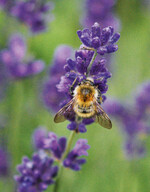 Auch bei Bienen und Hummeln steht der Lavendel hoch im Kurs.