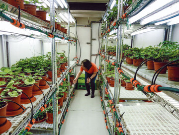 In Grow Containern werden verschiedene Wasabiherknfte getestet.
