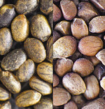 Bohnenkrautsamen: links Sommer-Bohnenkraut, rechts Berg-Bohnenkraut.