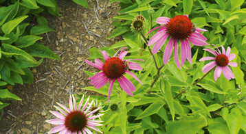 Echinacea-Saft soll das Immunsystem strken. 
