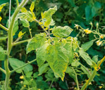 Mosaikartige Verfärbungen durch beginnenden Befall mit ToBRFV.