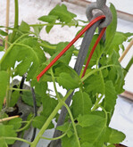 Ausbringung von Isonet T gegen die Tomatenminiermotte Tuta absoluta.