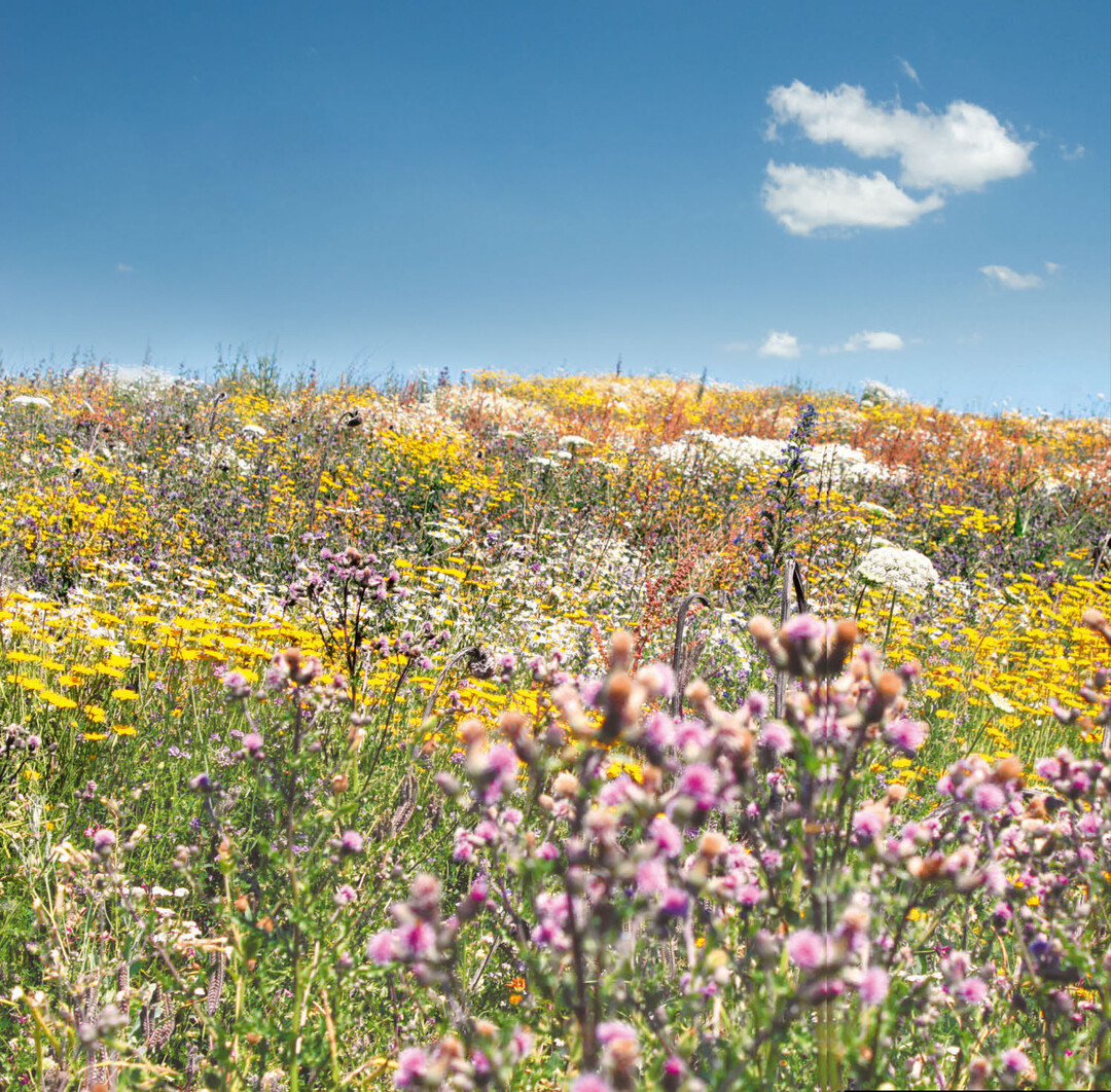 Damit es summt und brummt: Blühflächen tragen zur Förderung der Biodiversität bei.
