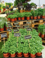 Ein Züchtungsschwerpunkt liegt bei Enza Zaden in der Entwicklung von resistenten Kräutern wie mehltauresistentem Basilikum.