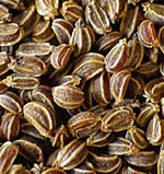 Circa 1,5mm große Schnittselleriesamen.