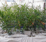 Ingwer im Hydrobecken (August 2019).