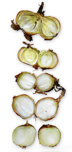 Unterschiedlich stark geschädigte Zwiebeln aufgrund eines Kalziummangels. Die äußeren Schalen sind glasig, gelb verfärbt mit starker Schädigung im Bereich des Halses.