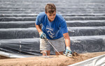 Erntehelfer holen Spargel vom Feld oder Salat vom Acker. Doch es kommen immer weniger. Unternehmer und Verbände suchen Lösungen.