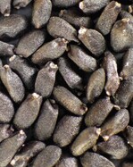 Das sehr feinkörnige Basilikum-Saatgut.