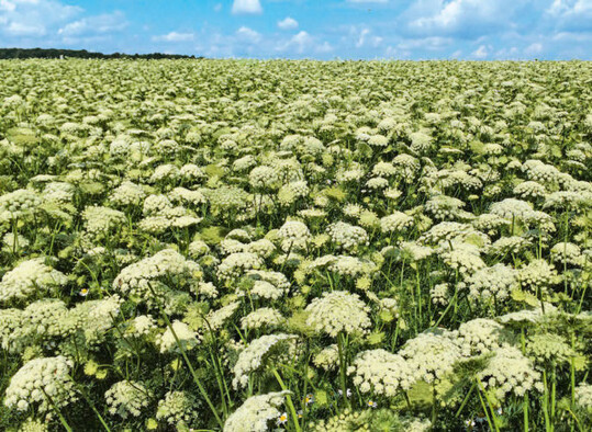 Mitte/Ende August können die Dolden mit den Samen geerntet werden.
