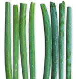 Bundzwiebel mit Schwefelmangel. Ohne Schwefel links, rechts mit ausreichend Schwefel. Schwefel-Mangelsymptome werden bei dieser Kultur in der Praxis oft mit N-Mangel verwechselt.