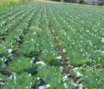 Ob Kohl oder Salat: Die neue Düngeverordnung trat mitten in der Anbausaison 2017 in Kraft und bescherte Beratung und Praxis in einer sehr aktiven Zeit zusätzlich Arbeit und Herausforderungen.