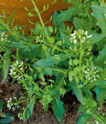 Acker-Hellerkraut-Pflanze mit Blüten und Schötchen.