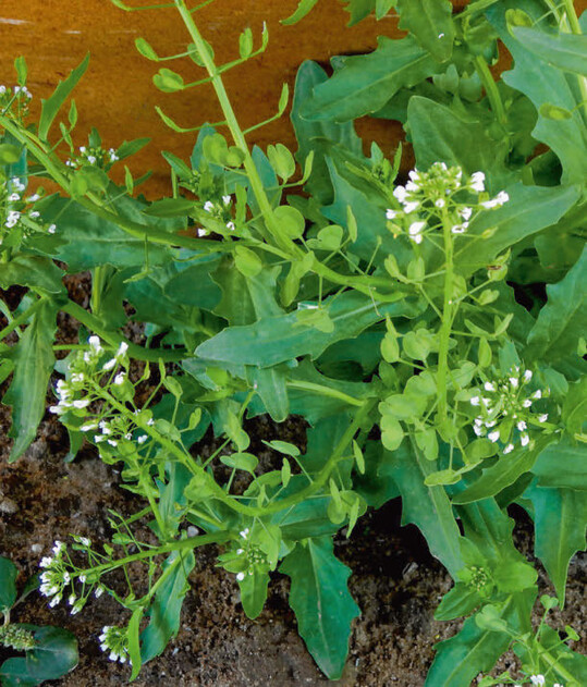 Acker-Hellerkraut-Pflanze mit Blüten und Schötchen.