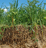 Gute Wurzelleistung einer biodiversen Zwischenfrucht.