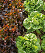 Organische Dünger müssen richtig eingerechnet werden.