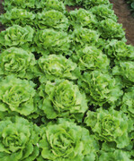 Blattdünger und Biostimulanzien unterstützen das Pflanzenwachstum besonders unter Stressbedingungen, auch wenn deren Wirkungsweise noch nicht immer ganz geklärt ist.