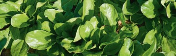 Feldsalat