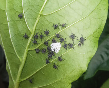 Eigelege und gerade geschlpfte Larven von Halyomorpha halys. 